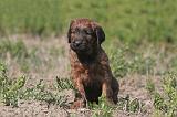 BRIARD 191